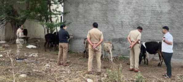 Sangamner city police rescued nine cattle