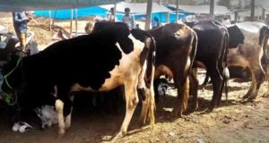 Strike in Sangamner arrested for transporting cattle