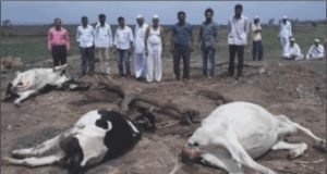 sangamner news 5 cow death