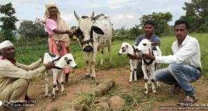 akole taluka news cow three Three calves born