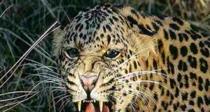 sangamner taluka news two leopard in sukevaadi