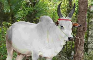 akole news Farmer's death in cows attack