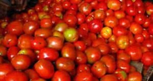 akole news tomato market