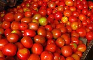 akole news tomato market