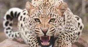 Akole leopard attack on youth