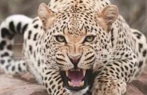 Akole leopard attack on youth