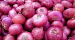 Akole onion rate price today aajache