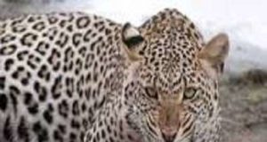 The Girl Was Injured In A Leopard Attack; The Incident Near Randhha Waterfalls In Akole Taluka