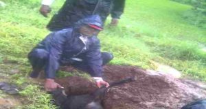 Latest News Akole: Goat Kills Goat In Wakhari