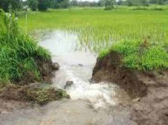 Latest News Damage To Paddy Crops Due