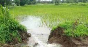 Latest News Damage To Paddy Crops Due