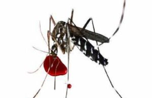 Latest News Dengue outbreak in Akole 