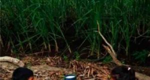 Vikhen's grandchildren rescued from a leopard attack