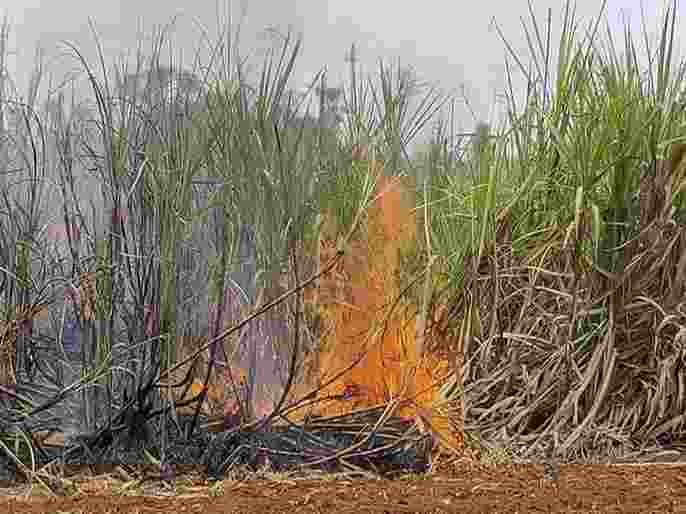 Burn three and a half acres of sugarcane