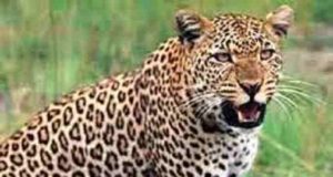 Pathardi boy was abducted and killed by a leopard