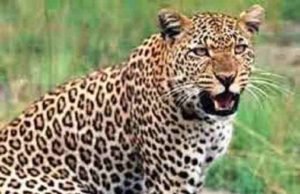 Pathardi boy was abducted and killed by a leopard