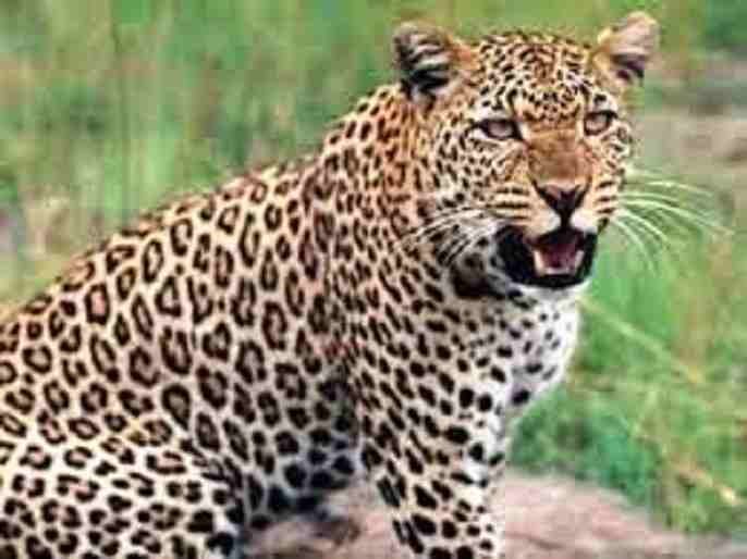 Pathardi boy was abducted and killed by a leopard