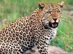 Pathardi leopard picked up Chimurdi from the yard Ahmednagar News| Latest Ahmednagar News | Marathi Batmya Today Live & Marathi News Live | Marathi Batmya | Marathi News | Breaking live news