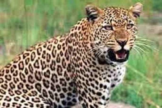 Shrigonda Eight goats die in leopard attack