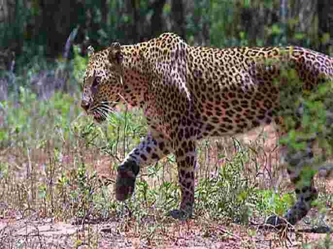 Sangamner female leopard that attacked the young man