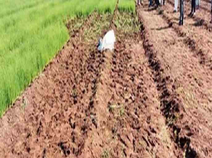 Theft of onion seedlings in Sangamner taluka