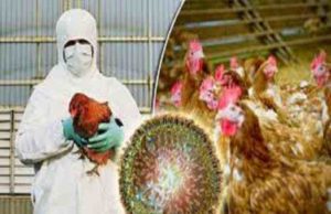 50 hens die in this taluka in Ahmednagar 