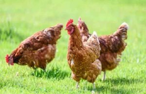 Bird flu report of dead hens in Chinchodi Patil 