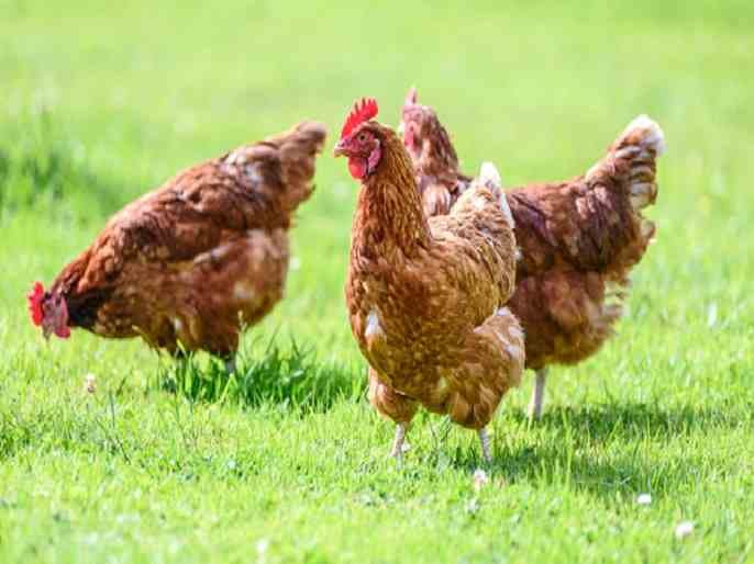 Bird flu report of dead hens in Chinchodi Patil 
