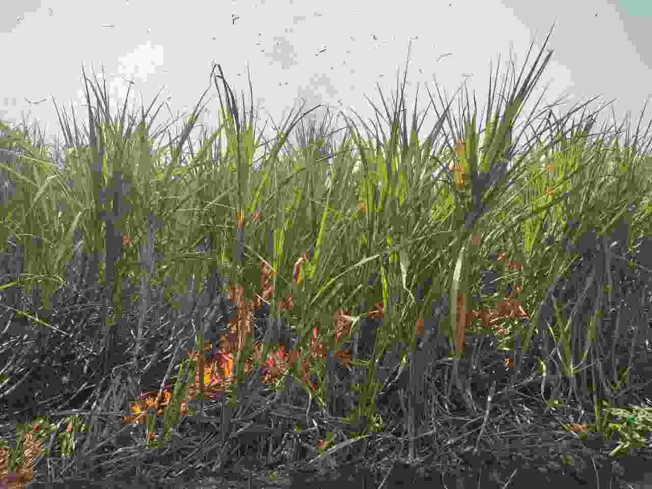 Burn seven acres of sugarcane in Ganore