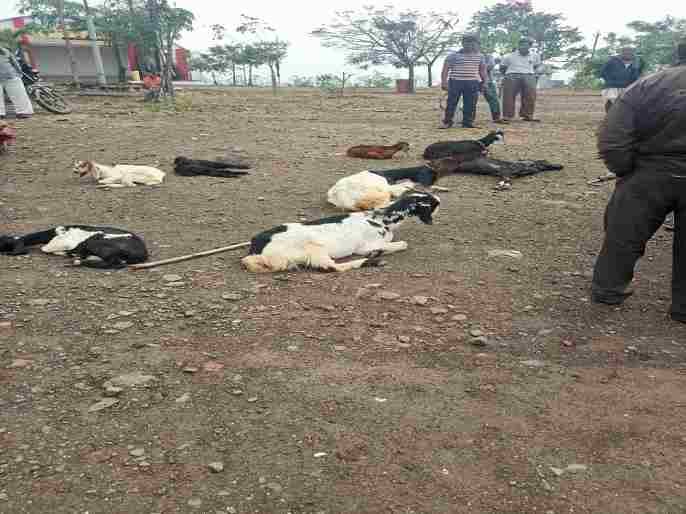 Sangamner Two goats killed and seven injured