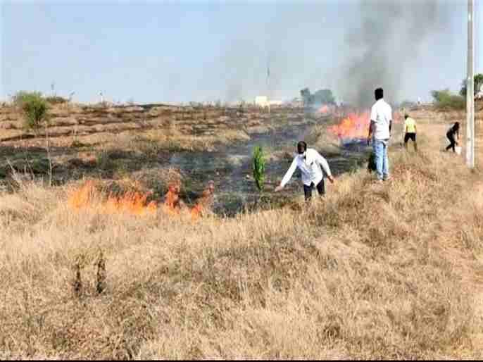 Trees were destroyed in a forest fire in Sangamner taluka