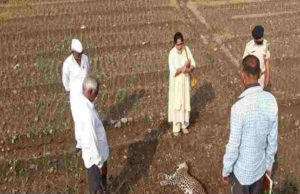 Two Bibatya fight in Akole taluka both die