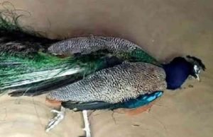 Four peacocks die in Kokangaon Shivara Shrigonda