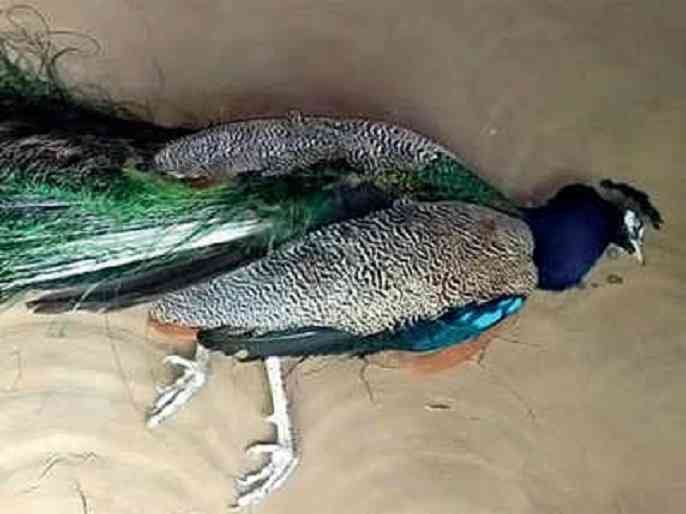 Four peacocks die in Kokangaon Shivara Shrigonda
