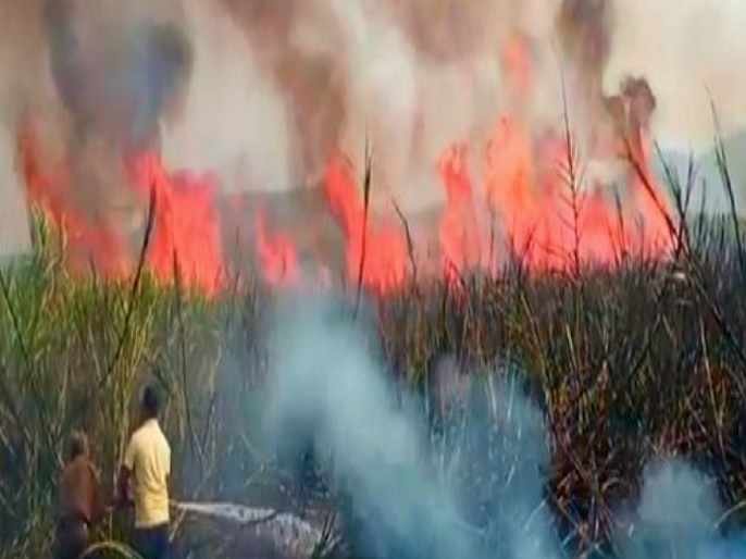 Burn 12 acres of sugarcane in Akole taluka