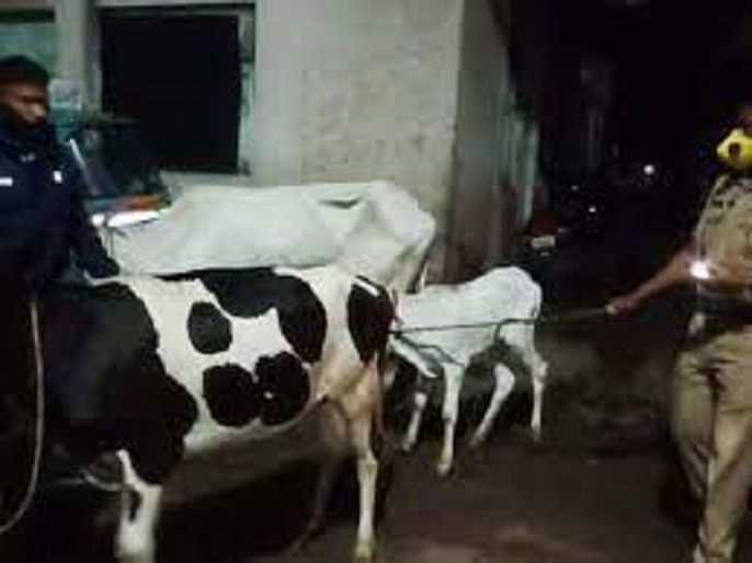 Ahmednagar Midnight raid on illegal slaughterhouse