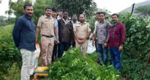 Crime News Cannabis worth lakhs of rupees seized in this village in Akole 