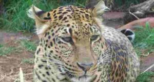 Sangamner Hajarwadi bibatya attack on goat 