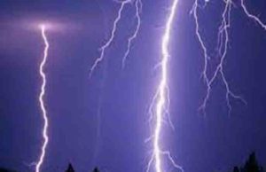 Accident lightning strike killed three animals