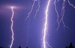 Akole Cows and oxen die in lightning strikes