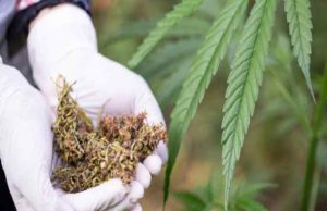 Ahmednagar Cannabis plants in a lemon orchard