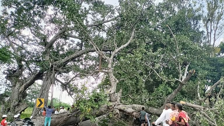 Sangamner Accident arge banyan tree collapsed on the road