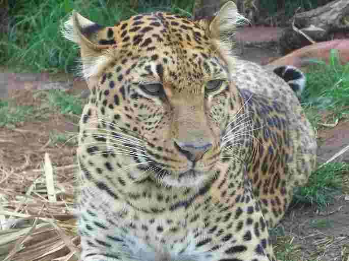 13-year-old boy injured in leopard attack