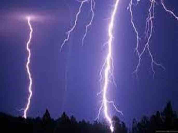 Akole untimely rain caused a lightning strike, killing a cow and burning one