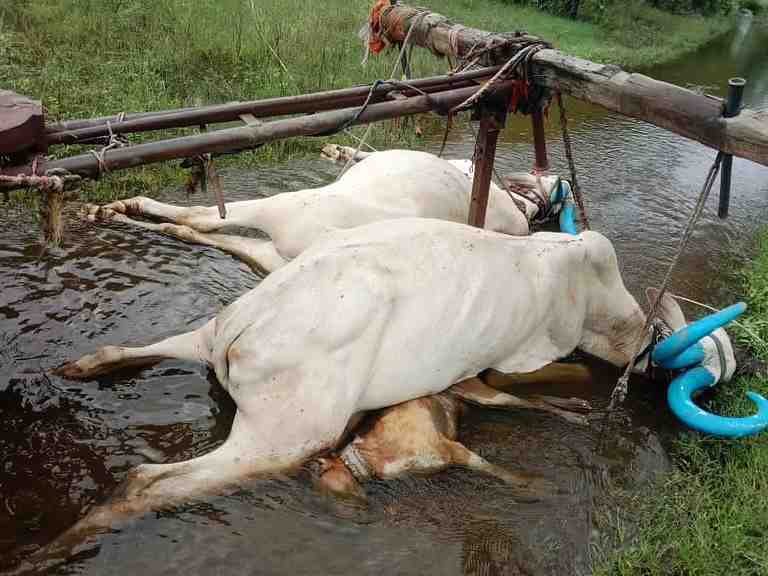 Two bulls died and a farmer was seriously injured due to electric shock