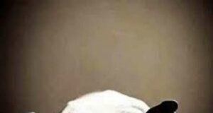 Dead body of a farmer who jumped into Pravara river was found