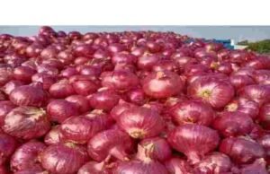 Akole taluka, onion rate is getting such a market price