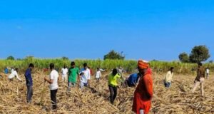 shock as human skeletons were found in the field during harvesting in Bleed