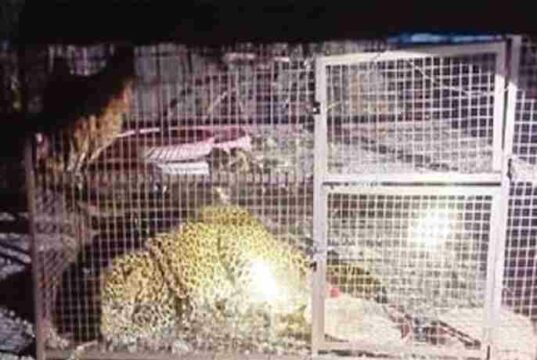 sound of hunting Bibatya in the crowing of chickens