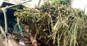 Maruti Car, Eicher Tempo and Bullock Cart Kill One in Horrific Accident Kopargaon